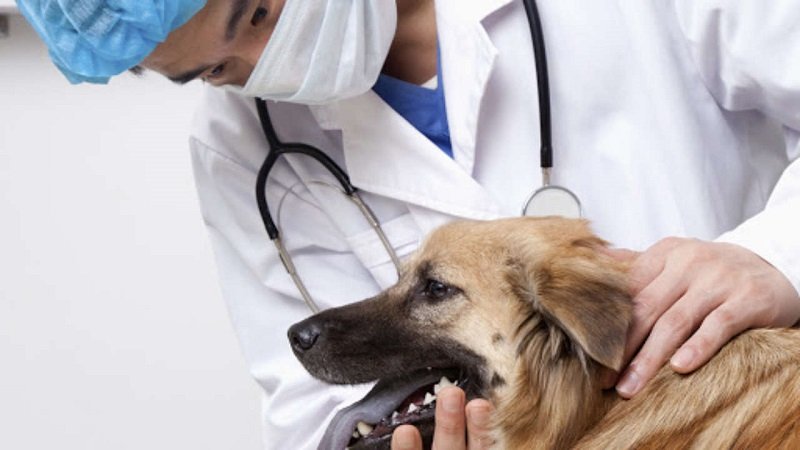 veterinario tortoreto